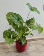 Syngonium pink splash sllusione