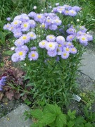 Przymiotno okazałe - Erigeron speciosus 200 nasion