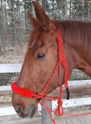 Ogłowie bezwędzidłowe dla koni, kantar sznurkowy