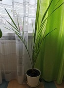 Palma- roślina doniczkowa 130 cm