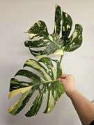 Monstera Thai Mutation szczyt