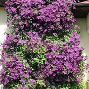 Clematis Polish Spirit p9 wysyłka marzec