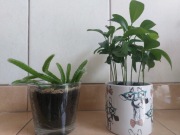 Sadzonka pomarańczy pomarańcza