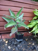 Żyworódka zdrowa lecznicza sadzonka młoda WARTO!