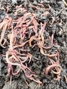 800 sztuk Dżdżownica kalifornijska kompost ryby