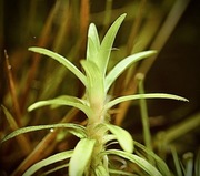 Syngonanthus caulescens, UNIKAT, hodowla podwodna 