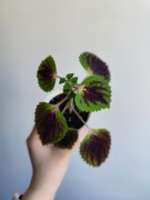 Koleus - roślina doniczkowa