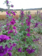 Ślaz dziki, Malwa, sylvestris, nasiona 10g 