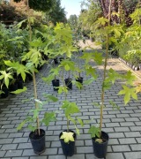 Ambrowiec żółty Naree