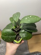 Hoja Hoya obowata silver splash