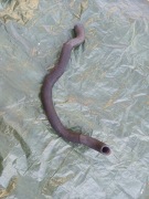 Przewód wąż chłodnicy wody Volvo xc90 30680922