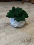 Doniczka z mchem chrobotkiem MECH CHROBOTEK w doniczce biała druk 3d