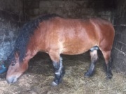 Ogier zimnokrwisty koń 4 lata reproduktor