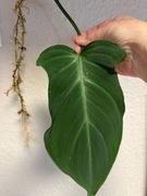 Philodendron Camposportoanum - sadzonka pędowa ukorzeniona 