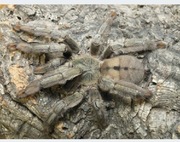 Psalmopoeus cambridgei 