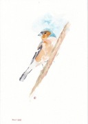 ZIĘBA autorska akwarela A4 od Yakku