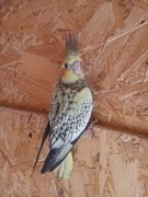 Papuga Nimfa perłowa