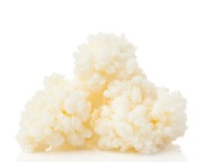 Grzybek tybetański kefirowy kefir 1L twaróg 5g