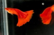Gupiki albino full Red para