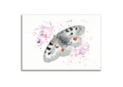 Obraz oryginalny oprawiony "Niepylak Apollo" motyl