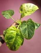 Philodendron giganteum Blizzard Variegata 