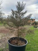 Mamutowiec olbrzymi, sekwoja, bardzo duże sadzonki! 130cm