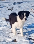 Pies Border Collie gotowy do odbioru (ZKwP)