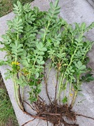 Sadzonki dzikiej róży Rugossa (jadalne owoce)