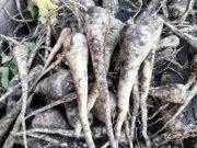 Pasternak worek 20 kilo z własnej plantacja od rolnika 