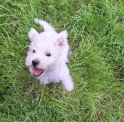 West Highland White Terrier FCI, ZKwP szczenię, szczeniak, chłopczyk