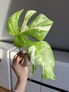 Monstera Variegata (szczyt)