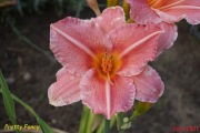 Hemerocallis / Liliowiec: Pretty Fancy
