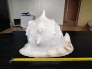 Duża muszla kolekcjonerska