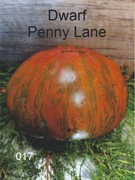 017-Dwarf Penny Lane. Pomidory kolekcjonerskie.