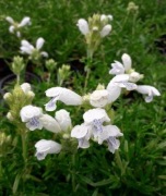 Pszczelnik Dracocephalum argunense 'Alba'