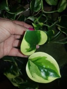 Epipremnum Poonsin Manjula cieta