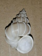 Epitonium scalare (Linnaeus, 1758)