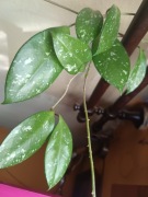 Hoya  pubicalyx cv Bringt one ukorzeniona 
