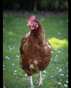 jaja legowe rossa wysylka!