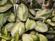 Hoya Argentea Princess - dwulistna sadzonka do ukorzenienia