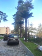 Palmy afrykańskie 8 metrów wysokości 