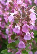 OŻANKA WŁAŚCIWA TEUCRIUM CHAMAEDRYS róż 300 nasion