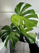 Monstera deliciosa Lime Mint duża forma pędówka