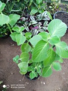 Plectranthus amboinicus ,mięta kubańska wys 40 cm