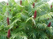 Sumak octowiec (Rhus typhina) miododajny 3szt