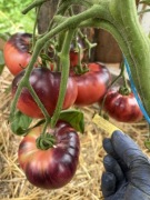 Pomidor nasiona kolekcjonerskie Blue Beauty