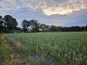 Sprzedam działki budowlane Gościnowo gm. Skwierzyna