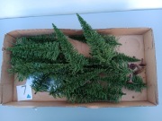 Drzewka rośliny na makiete skala HO TT .