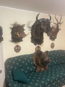 Medaliony Trofea Myśliwskie 