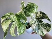 Monstera Noid piękne nietypowe wybarwienie pędówka nr1